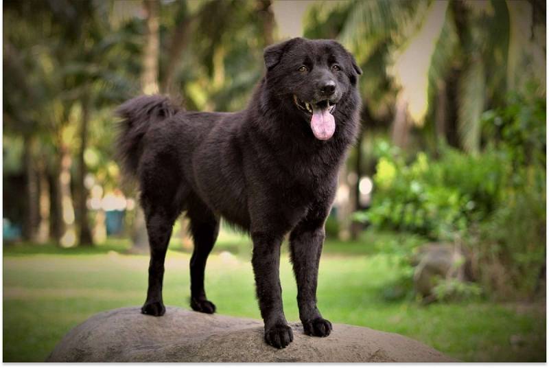 Chó trong phong thủy và con số may mắn